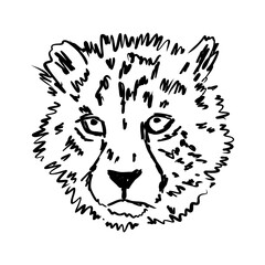 cheetah, fanlight sketch