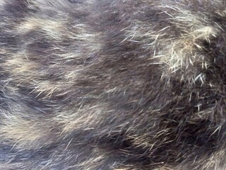 Close up of Animal Fur with Varied Hair Textures