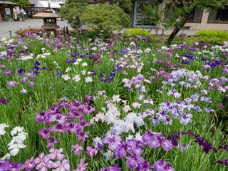 満開の堀切菖蒲園　東京都