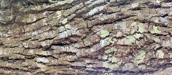 Detailed Close up of Rugged Tree Bark Texture