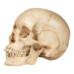 Isolated Human Skull on Transparent Background for Educational Use