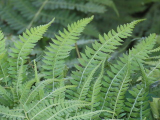 瑞々しい緑のシダの葉のクローズアップ　Close-up of vibrant green fern leaves in nature