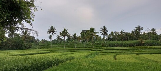 Expansive Green Rice Terraces Under Overcast Indonesian Sky