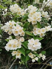 white flowers in the garden, Jasmine