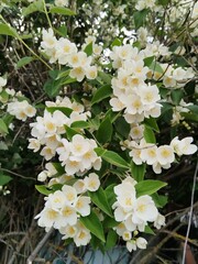 white flowers in the garden, Jasmine