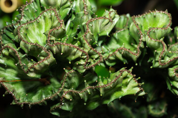 Crested Euphorbia Cactus Plant Close-Up Macro