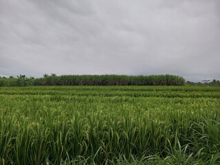 Lush Green Rice Fields and Sugarcane Plantation Under Cloudy Sky