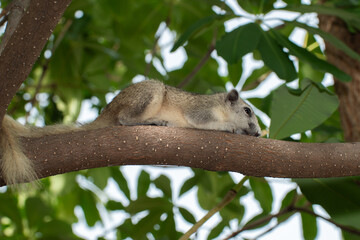 Squirrel laying flat on tree branch in forest