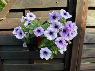 Violet Petunia Flowers in Bloom In front of a wooden fence