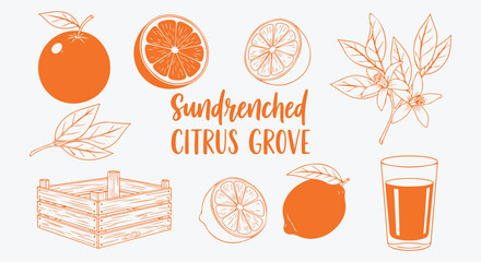 Sundrenched citrus grove illustration set. Whole orange, sliced fruit, blossom twig, wooden crate, lemon and juice glass in orange line. Sunny Mediterranean food graphic © MH HASIB