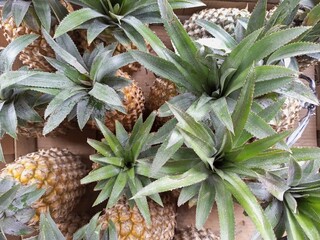 Overhead View of Freshly Harvested Pineapples