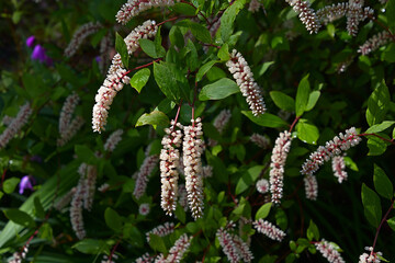 コバノズイナ サライブ