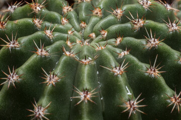 Close-up Macro of Green Cactus with Sharp Spines