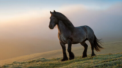 Obraz premium A majestic dark grey horse stands on a grassy hill at sunrise, surrounded by soft morning fog and warm light. The scene conveys freedom, natural strength, and tranquil beauty.