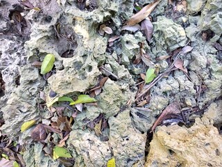 Textural Landscape of Weathered Limestone and Fallen Leaves
