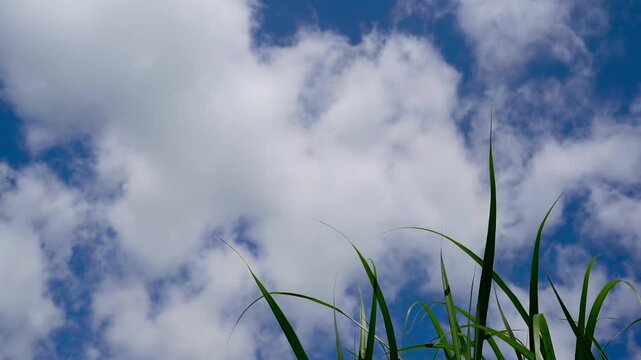 Blue sky with white clouds and high grasses in the foreground, grasses in the foreground and the cloudy summer sky in 27798 Hude