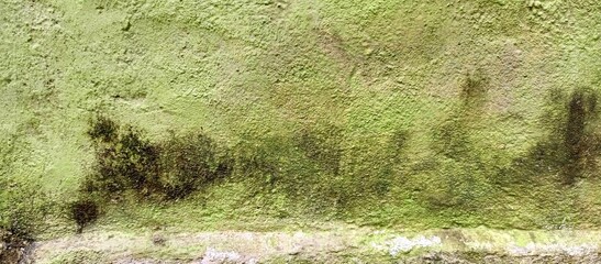 Textured Green Wall with Moss and Discoloration