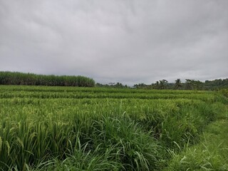 Vast Green Fields of Sugarcane and Napier Grass in Malang
