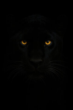 Black panther face emerging from deep shadow with intense golden eyes and fine whiskers creating mysterious nocturnal predator portrait on dark background for wildlife and nature themes