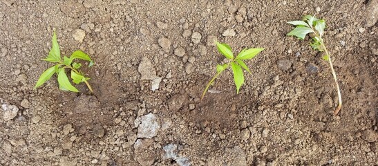 Young Green Seedlings Sprouting in Fresh Soil