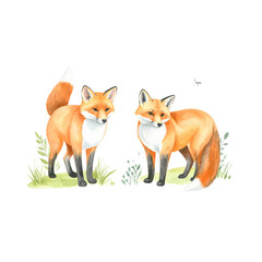 Obraz premium A cute young red fox cub, Vulpes vulpes, stands isolated on a white background, a furry wild animal portrait