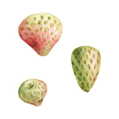 Strawberry ripe fruit with seeds, garden strasberry pineberry berry. Botanical isolated illustration hand drawn in watercolor. Farmers market stalls, grocery store food closeup packaging, cosmetics