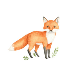 Fototapeta premium red fox, a wild mammal, stands isolated on a white background in a studio shot