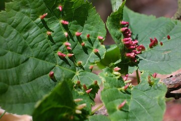 Close up of Eriophyes tiliae on leaves - gall mite that causes the formation of distinctive galls, often referred to as "nail galls" or "bugle galls," on the leaves of lime trees (Tilia species). 