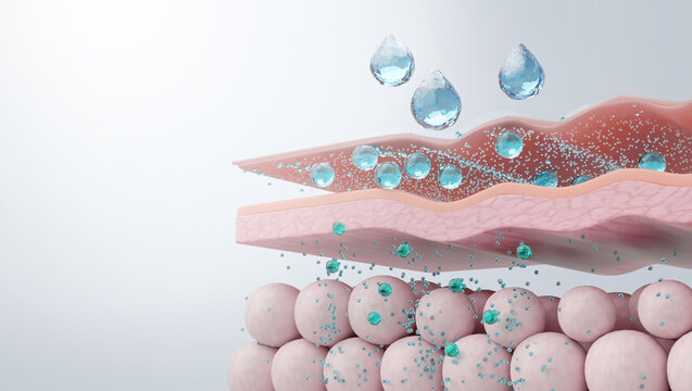 Hyaluronic acid absorption through skin layers cross-section