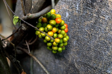 Group ripe and unripe fruits of Yanang or Bai yanang on bunch and stem climbing trunk or tree in...