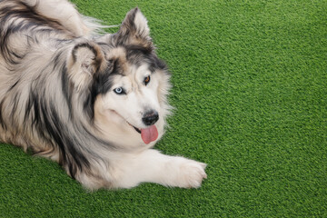 Beautiful Alaskan malamute dog on artificial grass. Space for text