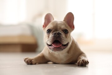 Adorable French bulldog dog lying on floor indoors