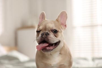 Portrait of adorable French bulldog dog indoors