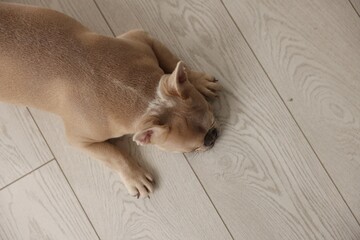 Adorable French bulldog dog lying on floor, top view. Space for text