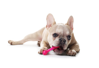 Adorable French bulldog dog with pet toy on white background