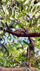 Tiny flock nestled on branches