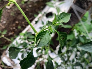 chilli plants infected with viruses, fungi and Pest