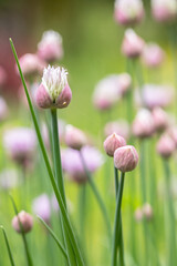 Purple-pink buds of chives (Allium schoenoprasum).