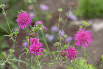 Magenta colored blossoms of the Macedonian scabious (Knautia macedonica).