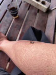 a house fly that lands on a human hand (Musca domestica)