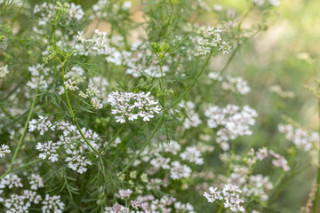 Blooming coriander (Coriandrum sativum). Space for your text.