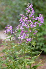 Dame's rocket flower (Hesperis matronalis) in a garden.