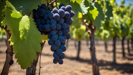 Naklejka premium Lush Vineyard Grapes: Vibrant Green Clusters Ready for Harvest