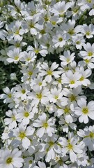 Small flowers in the park. Growing ornamental plants in the garden and landscape design. ground cover agrarian. White flowers background in summer