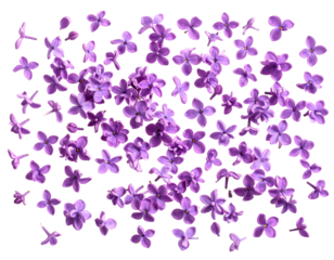 Scattered Lilac Petals and Blossoms in Artistic Layout, transparent PNG