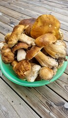 photo of white edible mushrooms in a green bowl on a brown wooden floor, many large autumn edible mushrooms. Autumn mushroom hunting. mushrooms on a wooden board