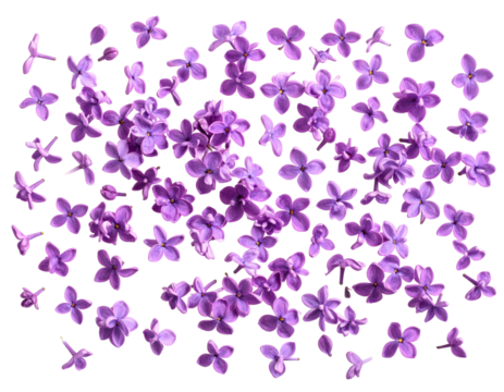 Scattered Lilac Petals and Blossoms in Artistic Layout, transparent PNG