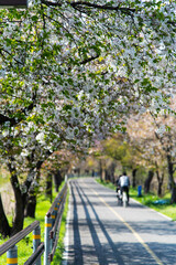 Obraz premium road with cherry blossoms and a bike