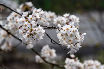 cherry blossoms on the branch