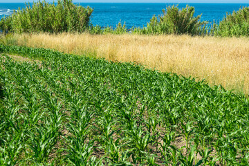 cornfield reaching towards the horizon and water contrast between lush crops and dry grass by the ocean © VicVaz